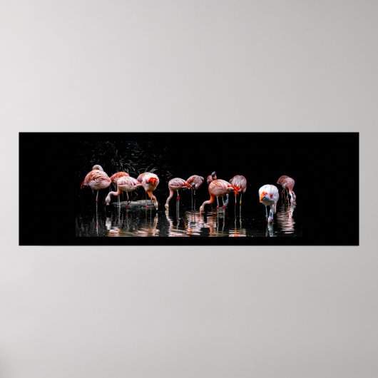 Poster Joli Flamant rose (Devant)