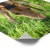 Poster Joli Foal Chevaux de Bébé (Coin)