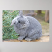 Poster Joli lapin gris (Devant)