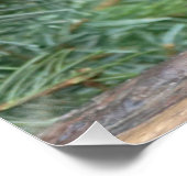 Poster Joli lapin gris (Coin)