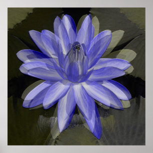 Poster Joli lis bleu.....