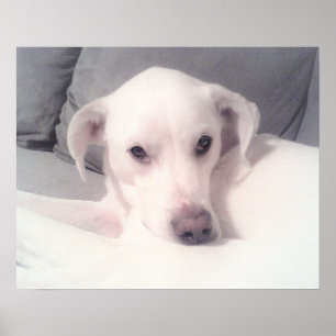 Poster Joli mélange de Labrador blanc assis sur le canapé