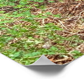 Poster Joli Mensonge (Coin)