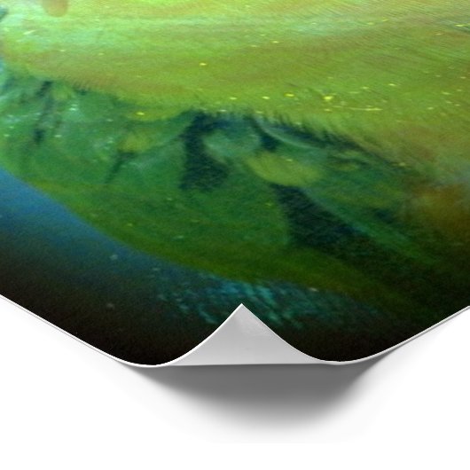 Poster Joli oiseau (Coin)