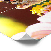 Poster Joli papillon sur Pink Zinnia Nature Photographie (Coin)