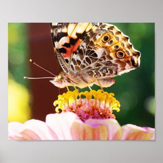 Poster Joli papillon sur Pink Zinnia Nature Photographie (Devant)