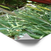 Poster Joli perroquet rouge (Coin)