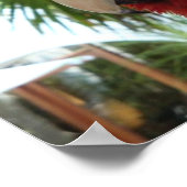 Poster Joli perroquet rouge (Coin)