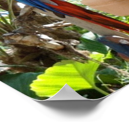 Poster Joli perroquet rouge (Coin)