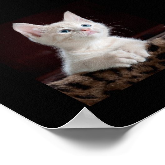 Poster Joli petit chaton en train de chercher (Coin)