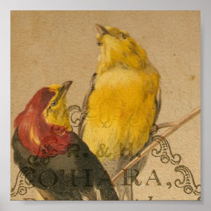 Poster Joli Petit Oiseau Vintage