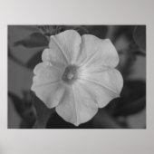 Poster Joli Petunia pourpre (Devant)