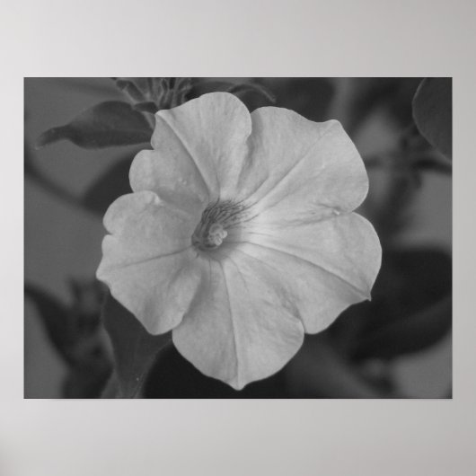 Poster Joli Petunia pourpre (Devant)