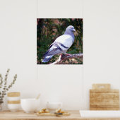 Poster Joli Pigeon (Cuisine)