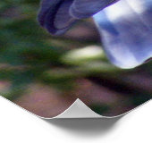 Poster Joli Pigeon (Coin)