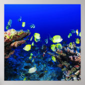 Poster Joli Poisson Et Corail Reef (Devant)