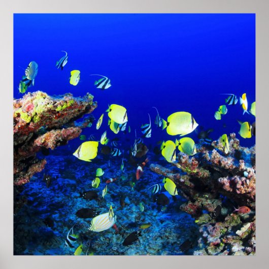Poster Joli Poisson Et Corail Reef (Devant)