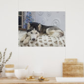 Poster Joli Portrait de Chien Husky Cute (Cuisine)