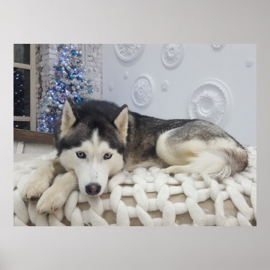Poster Joli Portrait de Chien Husky Cute (Devant)