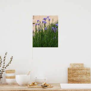 Poster Joli Purple Irises Floral