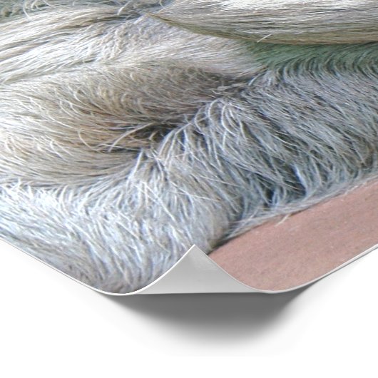 Poster Joli Sloth ! (Coin)