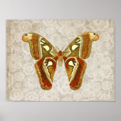 Poster Joli Vintage Moth Botanical (Devant)