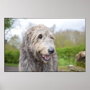 Poster Joli Wolfhound irlandais