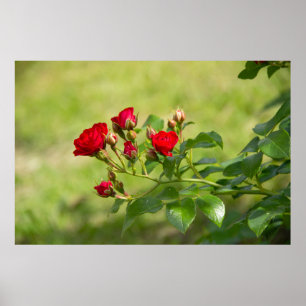 Poster Jolie branche de roses rouges photo