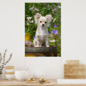 Poster Jolie chihuahua Chig Chippy Pet Photo (Cuisine)