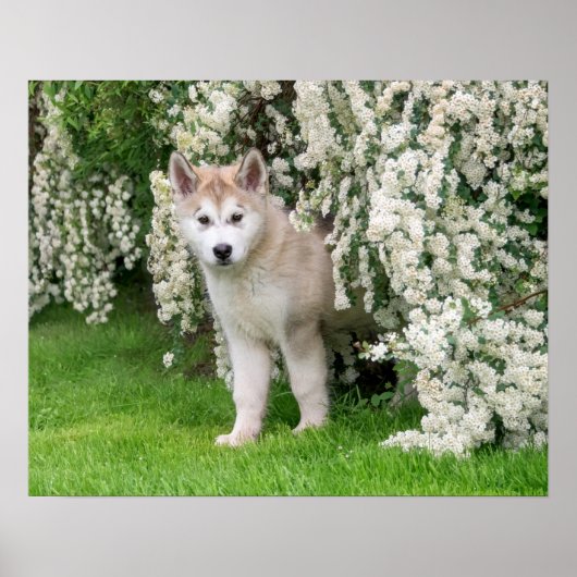 Poster Jolie chiot de chien malamué de l'Alaska en fleurs (Devant)