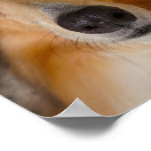 Poster Jolie collie rugueuse (Coin)