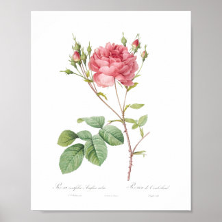 Poster Jolie fille Rose Princess Garden