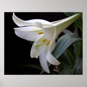 Poster Jolie fleur de lys de Pâques blanche pure sur fond