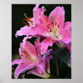 Poster Jolie Fleur de Lys Rose Fleurit Floral (Devant)