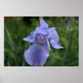 Poster Jolie fleur d'iris Pervenche (Devant)