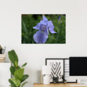 Poster Jolie fleur d'iris Pervenche (Bureau à domicile)