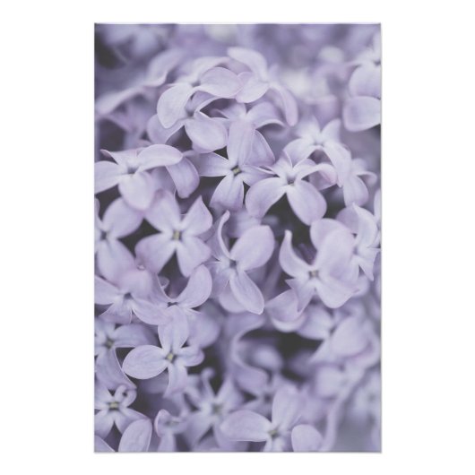 Poster Jolie Fleur Lilac Violet Clair Floral (Devant)