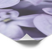 Poster Jolie Fleur Lilac Violet Clair Floral (Coin)