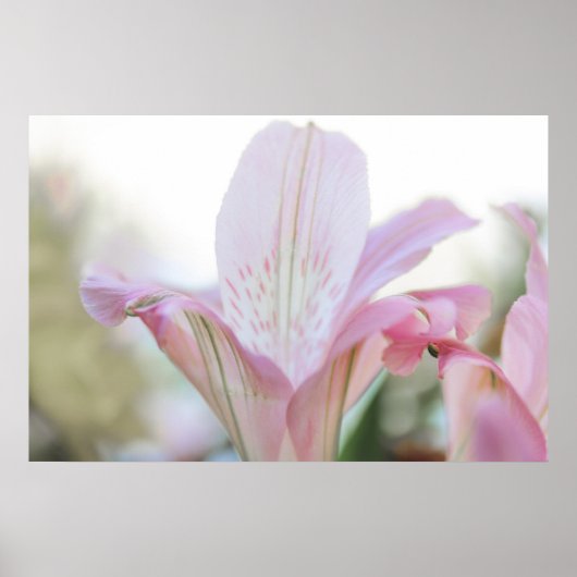 Poster Jolie Fleur Pastel Rose (Devant)