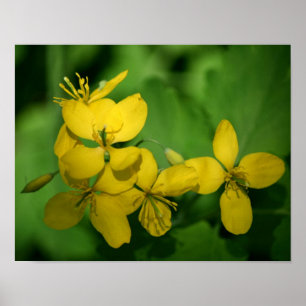 Poster Jolie Fleurs De Géranium Jaune Sauvage