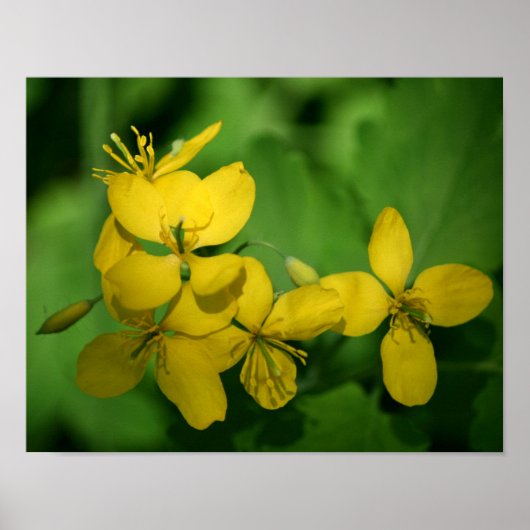 Poster Jolie Fleurs De Géranium Jaune Sauvage (Devant)