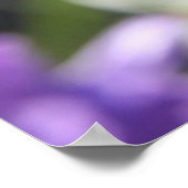 Poster Jolie floraison violette avec vers biblique sur la (Coin)