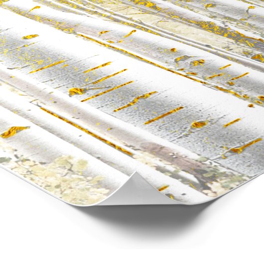 Poster Jolie forêt de bouleaux blancs broyés d'or (Coin)