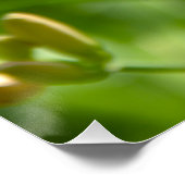 Poster Jolie grande fleur Lily photo (Coin)