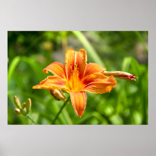 Poster Jolie grande photo de fleur de Lys