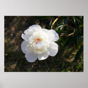 Poster Jolie grande photo de pivoine blanche