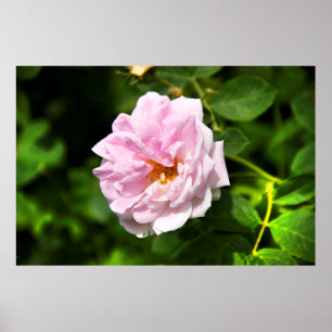 Poster Jolie grande rose rose photo