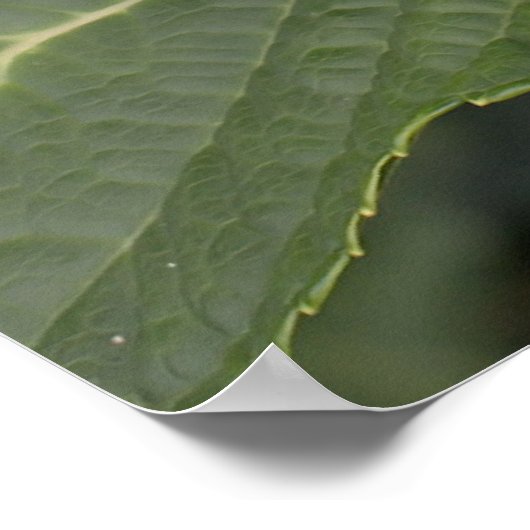 Poster Jolie Hydrangea Bleue (Coin)