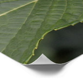 Poster Jolie Hydrangea Bleue (Coin)