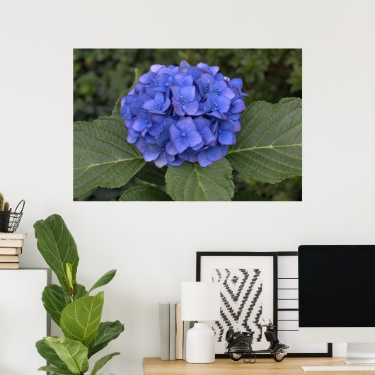 Poster Jolie Hydrangea Bleue (Bureau à domicile)